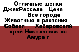 Отличные щенки ДжекРассела › Цена ­ 50 000 - Все города Животные и растения » Собаки   . Хабаровский край,Николаевск-на-Амуре г.